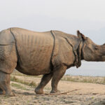 Indian_rhinoceros_(Rhinoceros_unicornis)_4