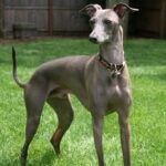 Italian_Greyhound_standing_gray_(cropped)