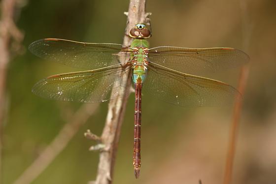 Anax junius