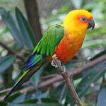 Aratinga jendaj Jandaya_Parakeet_(Aratinga_janday)_RWD2