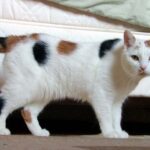 Japanese_Bobtail_looking_like_Manx