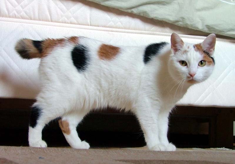 Manská kočka