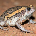 Kaloula_pulchra,_Banded_bullfrog_-_Nong_Phai,_Phetchabun_(20253335546)_(cropped)