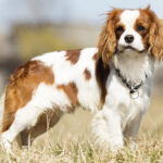 Cavalier King Charles Spaniel dog on the grass