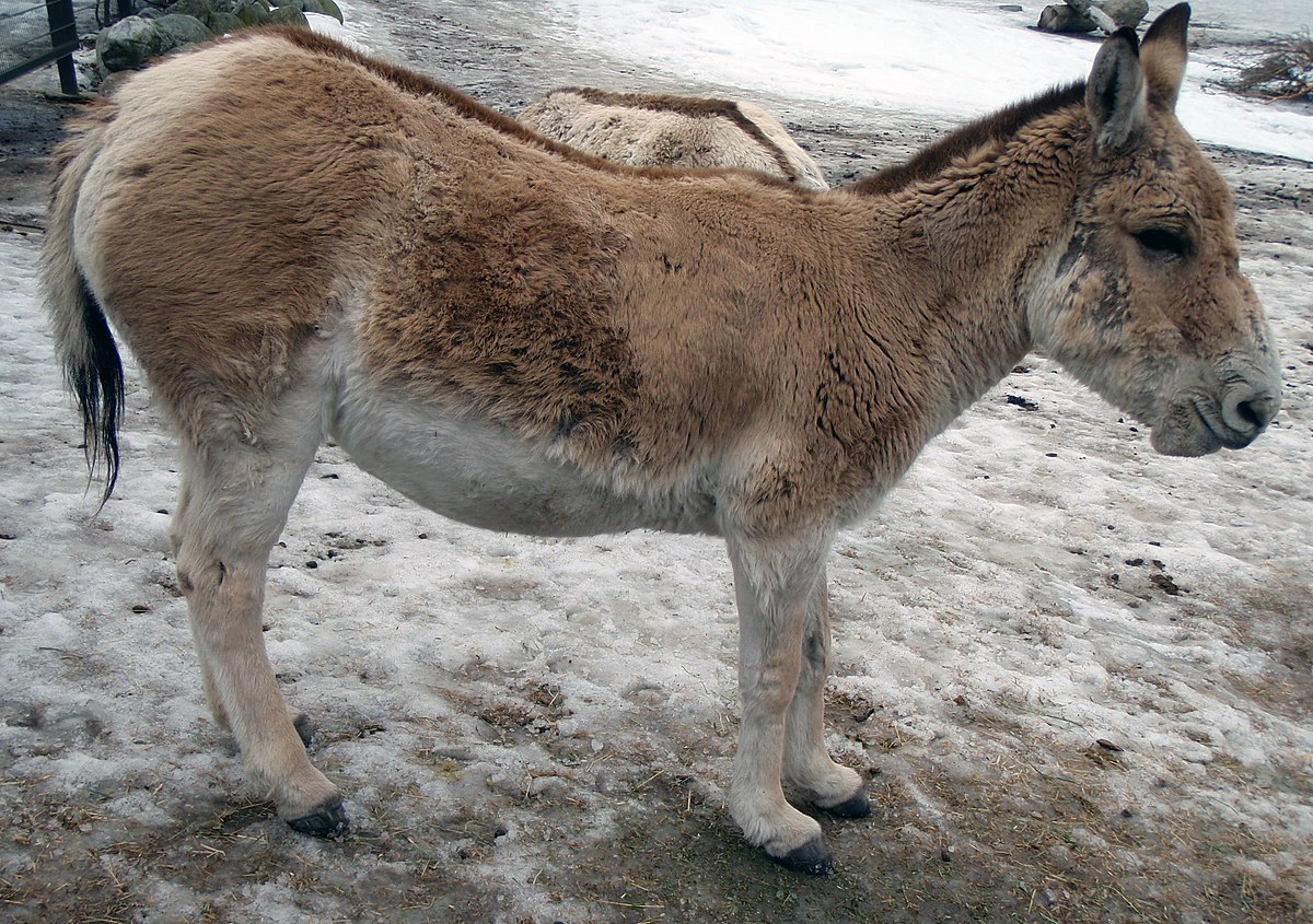 Kulan