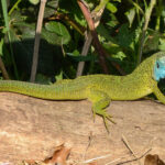 Lacerta_viridis_-_male_01