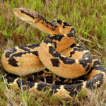 Lachesis-muta-in-Cruz-do-Espirito-Santo-Paraiba-Brazil-CHUFPB-00001