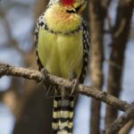 Bartvogel im Tarangire