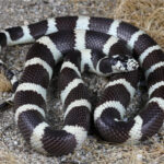 Lampropeltis_californiae