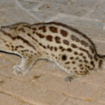 Large-spotted_Genet_(Genetta_tigrina)_(17356502041)_(crop)