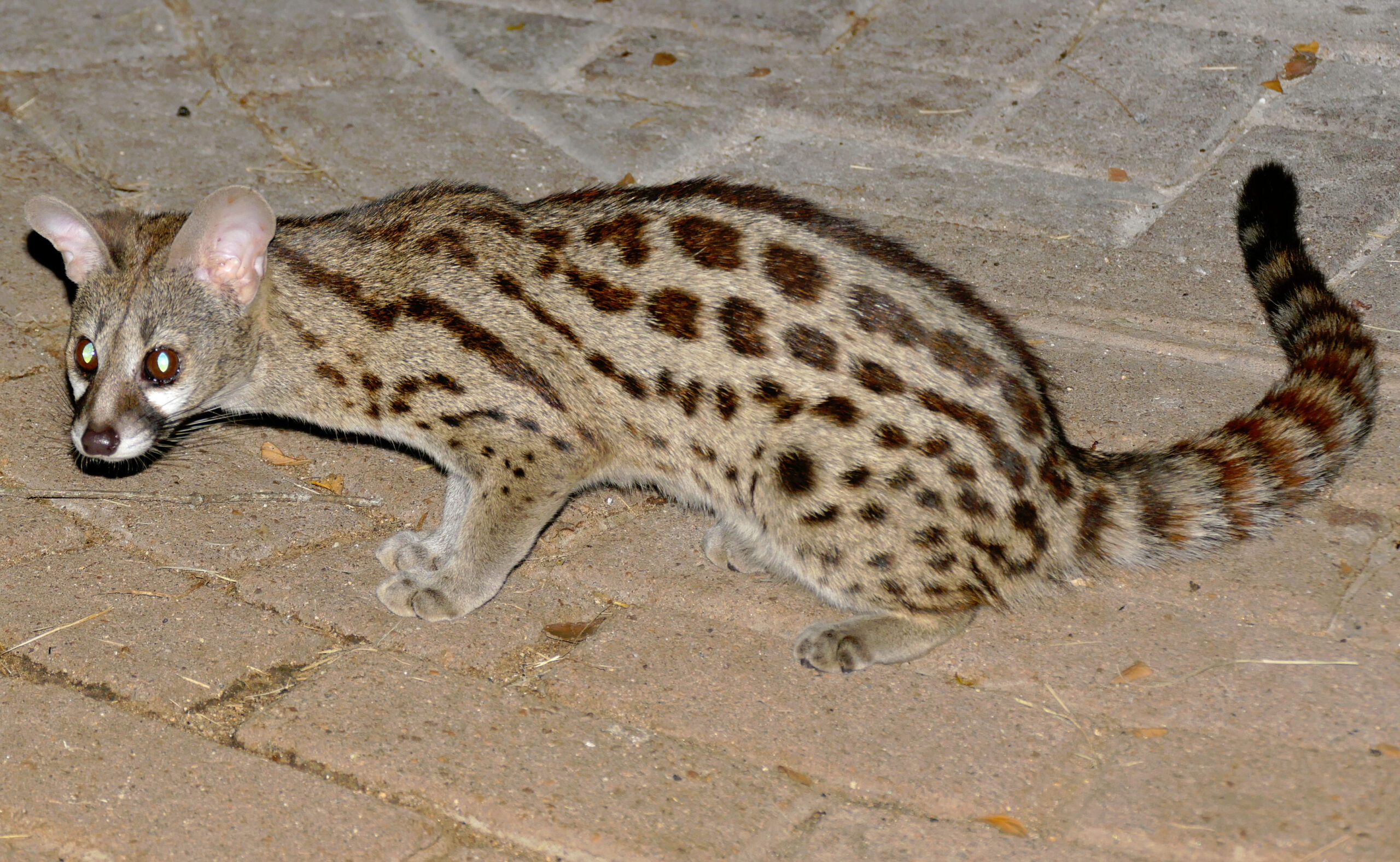 Ženetka skvrnitá