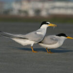 Least_Tern_(Sternula_antillarum)_RWD1