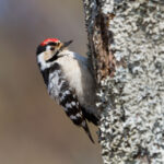 Lesser Spotted Woodpecker