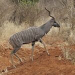 Lesser_Kudu_Male_(Tragelaphus_imberbis)