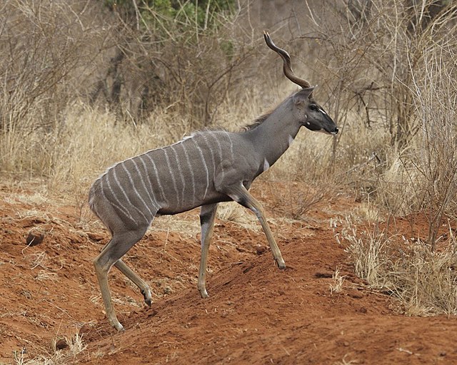 Kudu malý