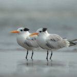 Lesser_crested_terns_(Thalasseus_bengalensis)_by_Shantanu_Kuveskar