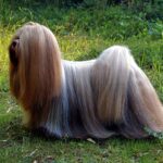 Lhasaapso