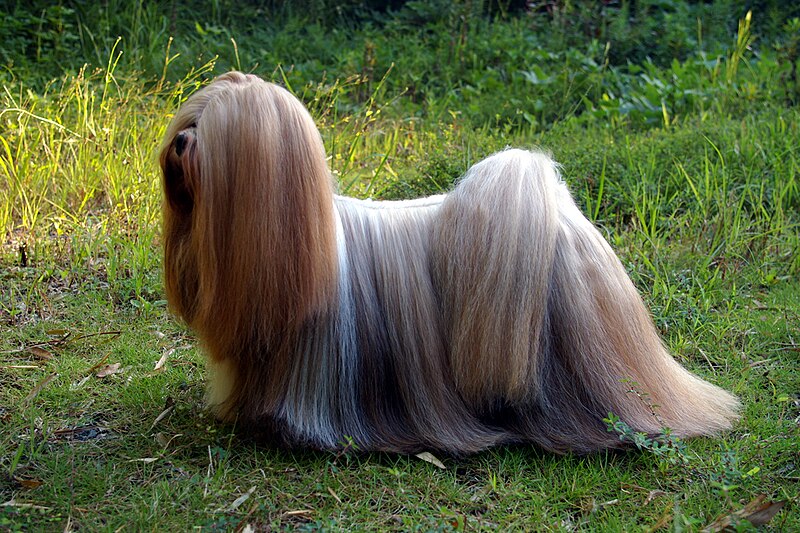 Lhasa apso