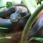 Liasis_mackloti_savuensis_2