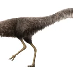 Life_restoration_of_Mononykus_olecranus