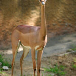 Lightmatter_gerenuk