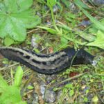 Limax_cinereoniger