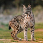 Lince_ibérico_(Lynx_pardinus),_Almuradiel,_Ciudad_Real,_España,_2021-12-19,_DD_07