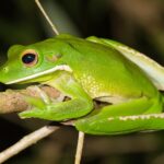Litoria_infrafrenata_-_Julatten