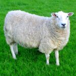 Lleyn_sheep