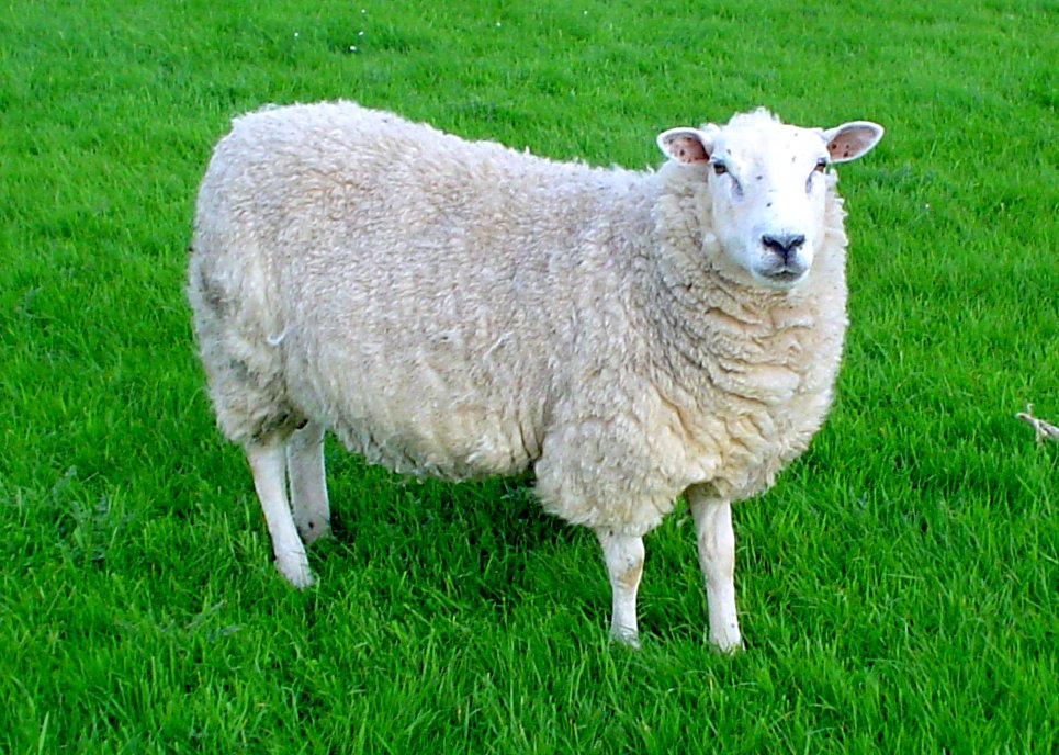 Ovce domácí