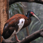 Lophotibis_cristata_-Bronx_Zoo-8