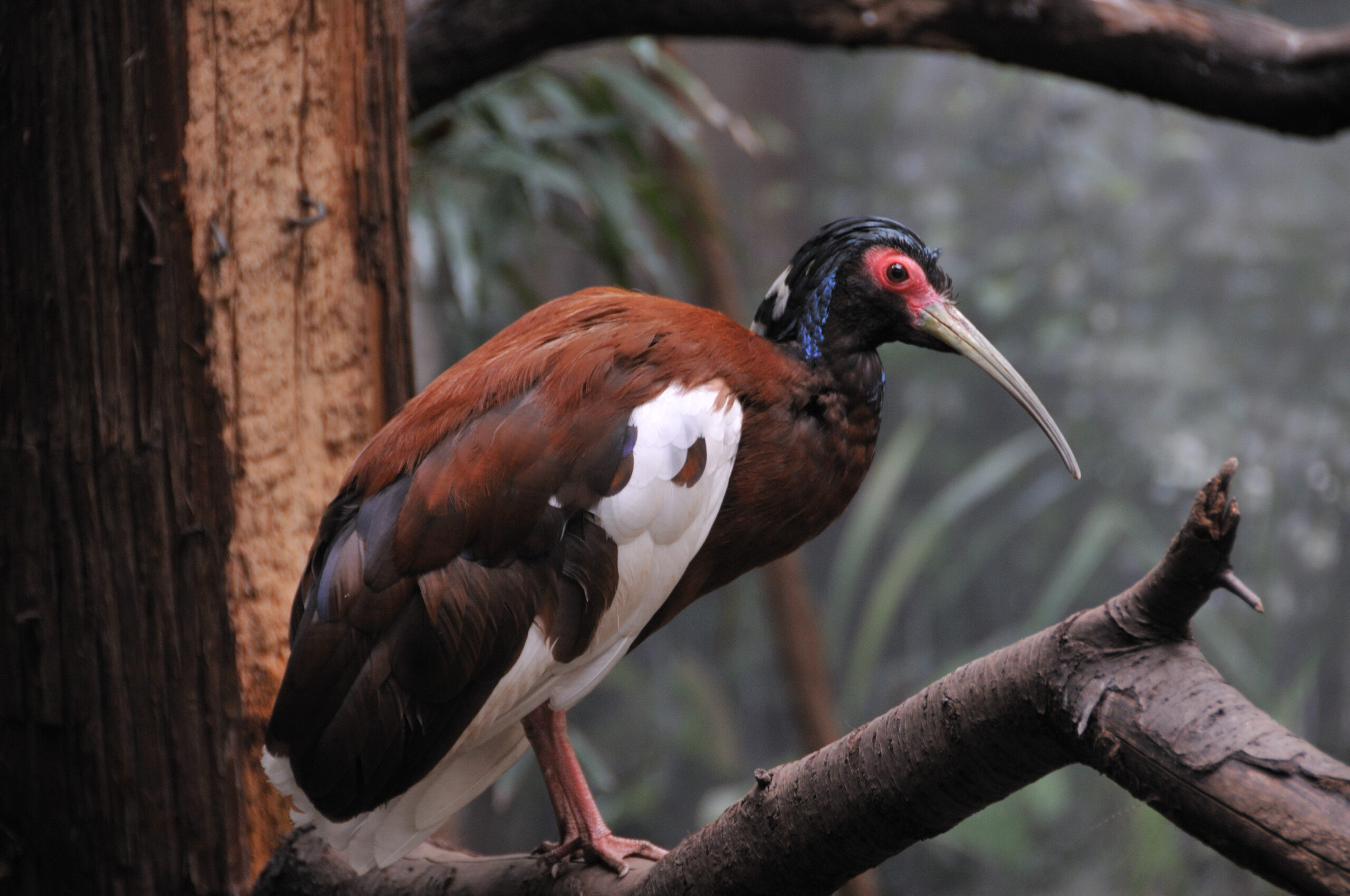 Ibis madagaskarský