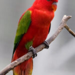 Lorius_garrulus-20070107