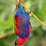 Lorius_lory_-_Bird_Park,_Singapore_-_upside_down-8a