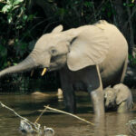 Loxodontacyclotis