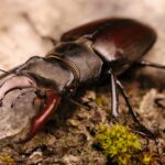 Lucanus_cervus_male_top_2
