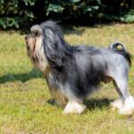 Little Lion Dog  in profile.  Little Lion Dog is on the grass in park.