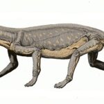 Lycaenops
