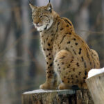 Lynx_lynx2
