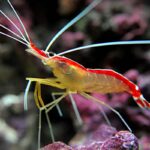Lysmata-amboinensis-Skunk-cleaner-shrimp_1200x