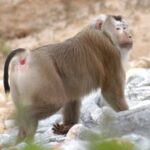 Macaca_nemestrina