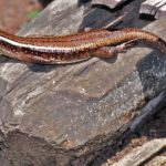 Madagascar_Girdled_Lizard_(Zonosaurus_madagascariensis)_(7621600524)