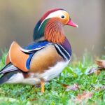 Mandarin_duck_(Aix_galericulata)_Franconville_01