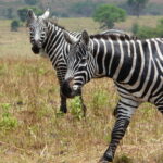 Maneless_zebras_at_Kidepo_Valley_NP_-_Uganda
