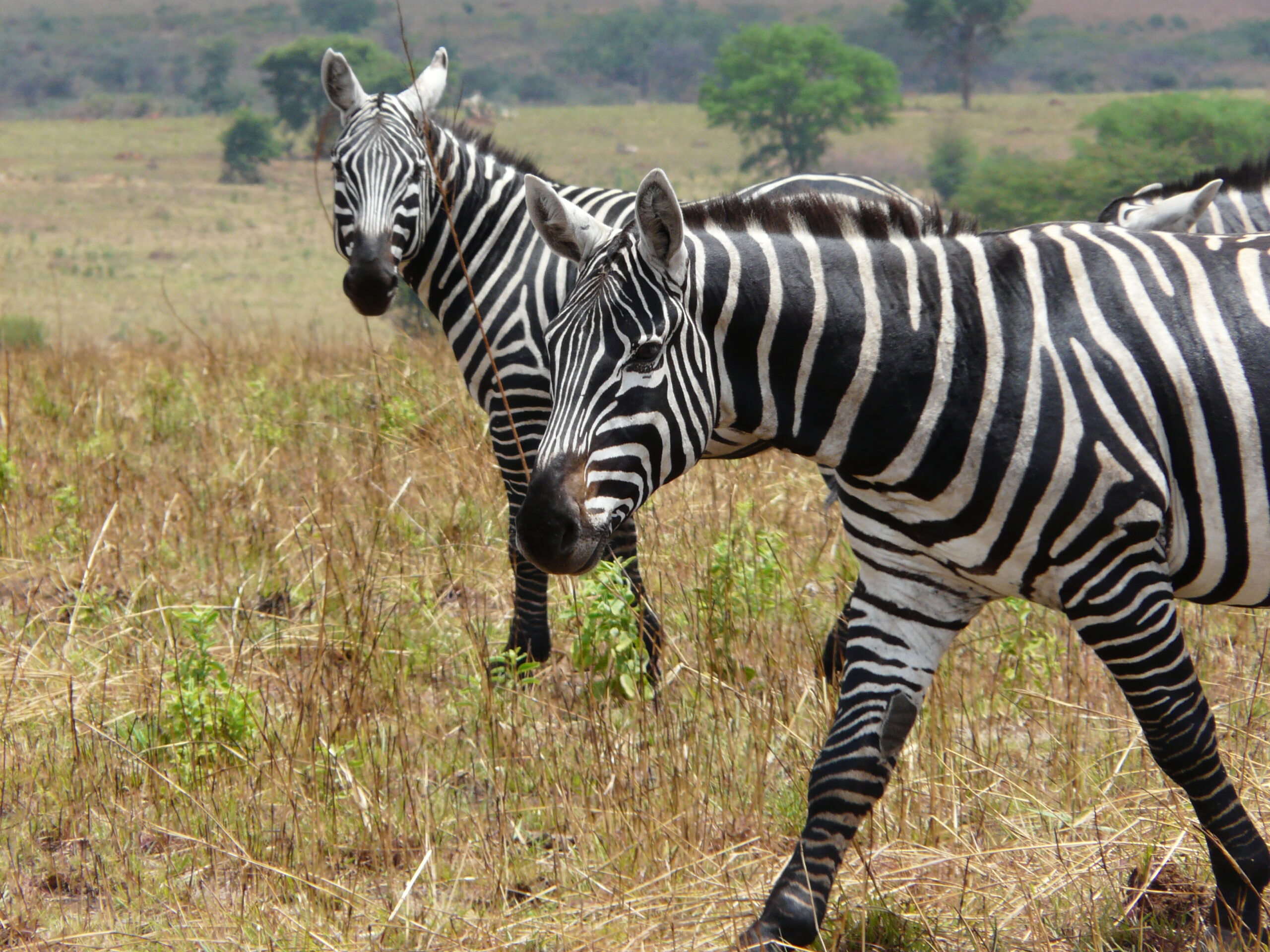 Zebra bezhřívá