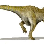 Mapusaurus_BW