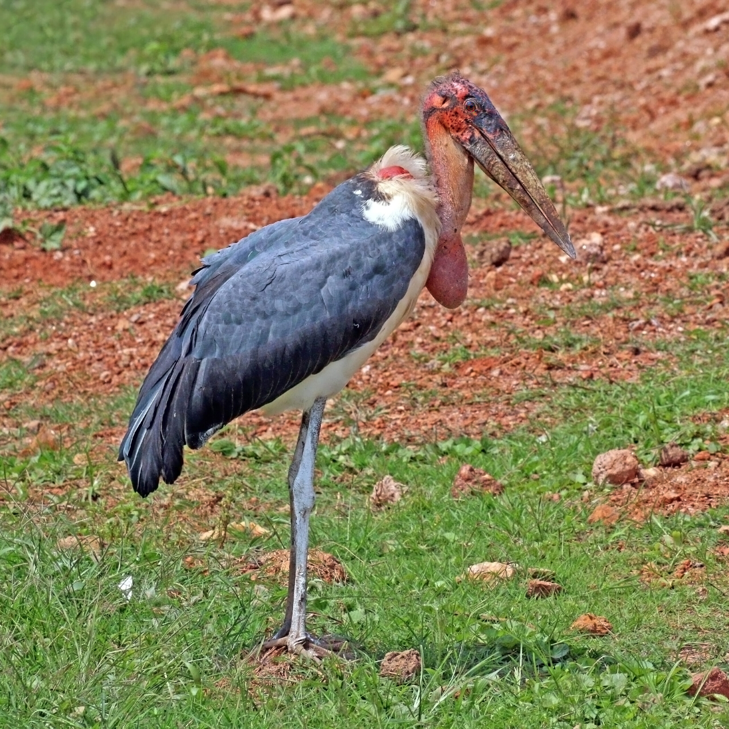 Marabu africký