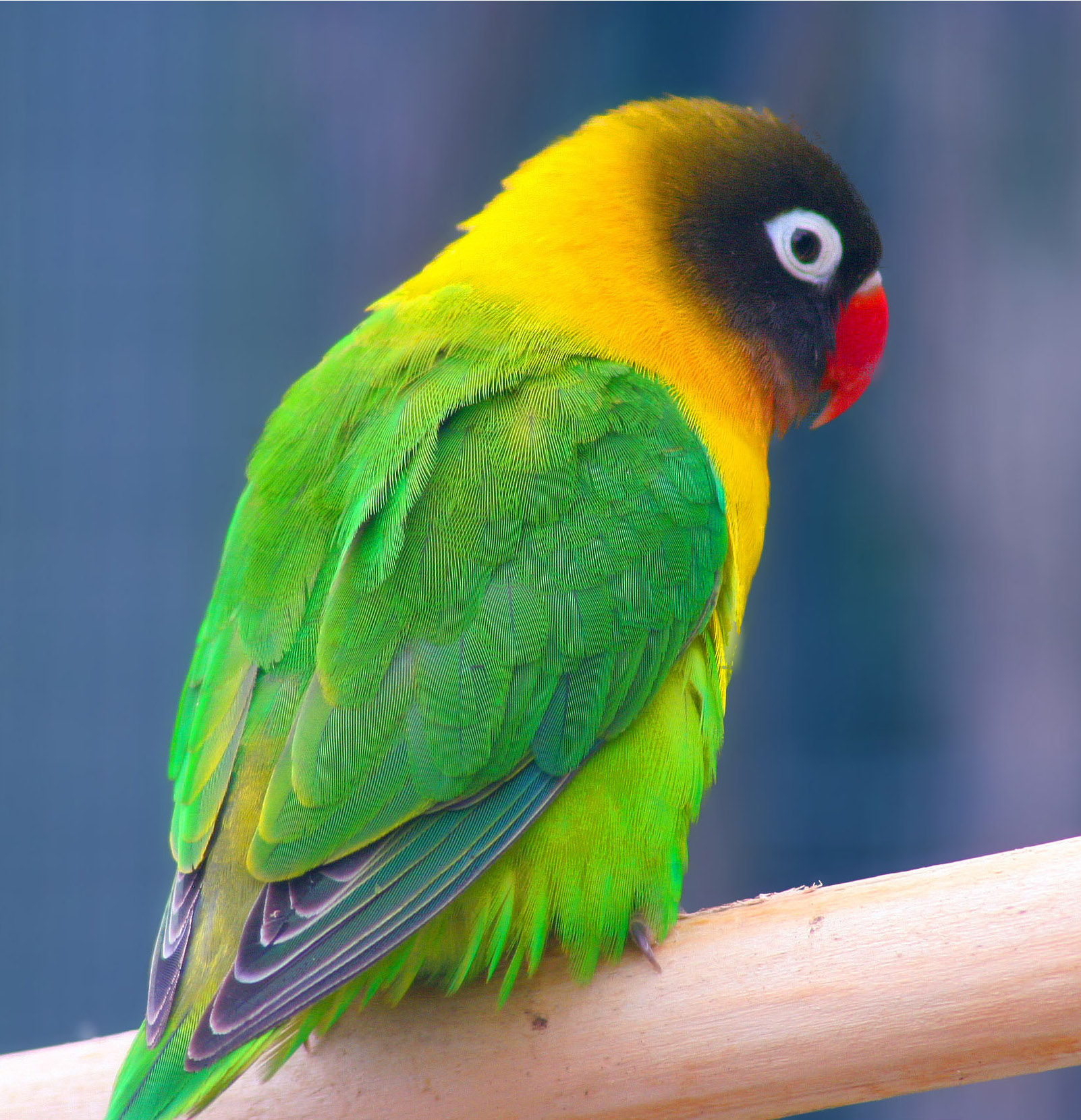 Agapornis škraboškový