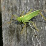Meconema_thalassinum01
