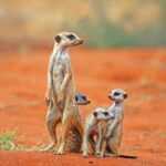 Meerkat_(Suricata_suricatta)_with_3_young